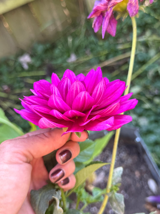 Sandia Lilian