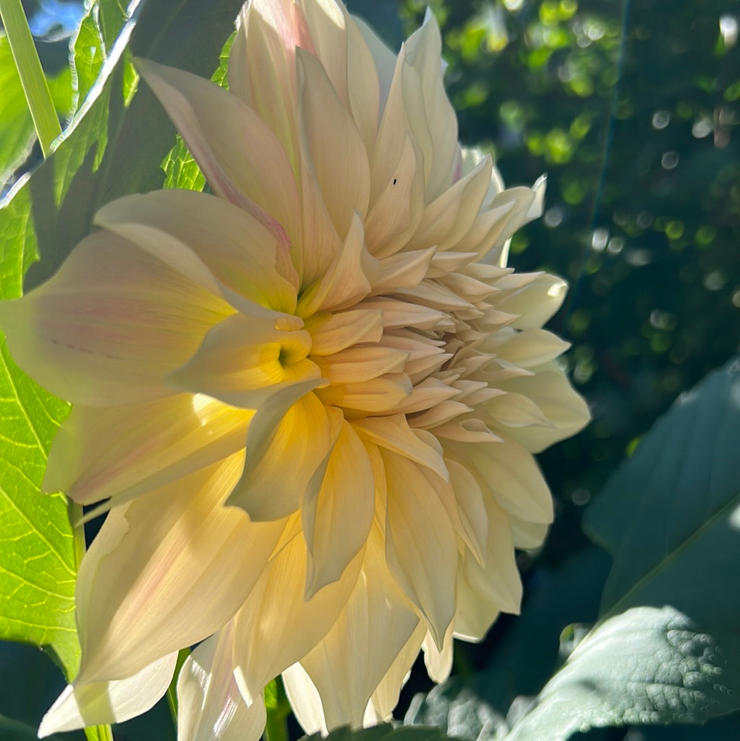 Cafe Au Lait Dahlia Tuber