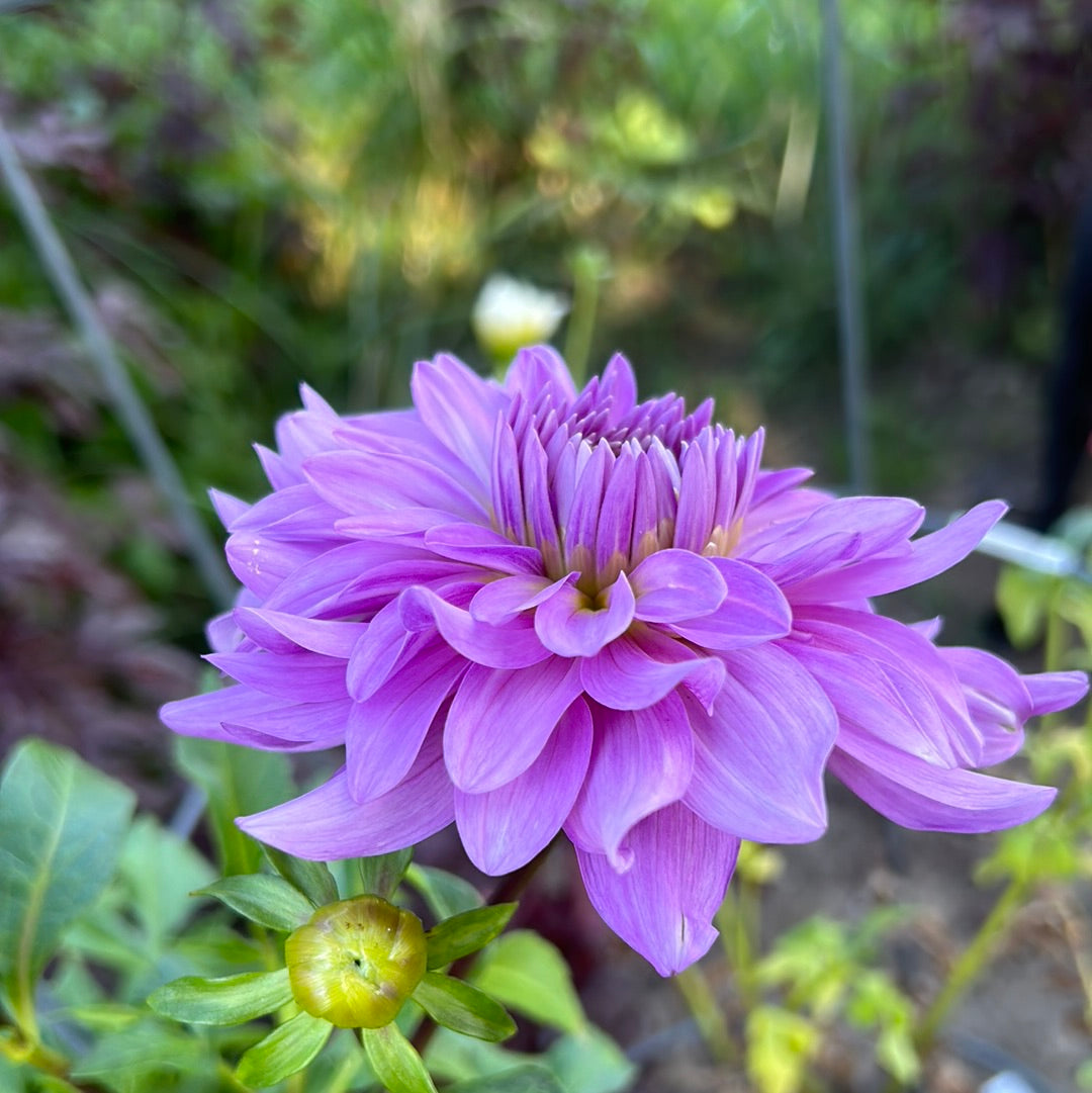 Lavender Perfection