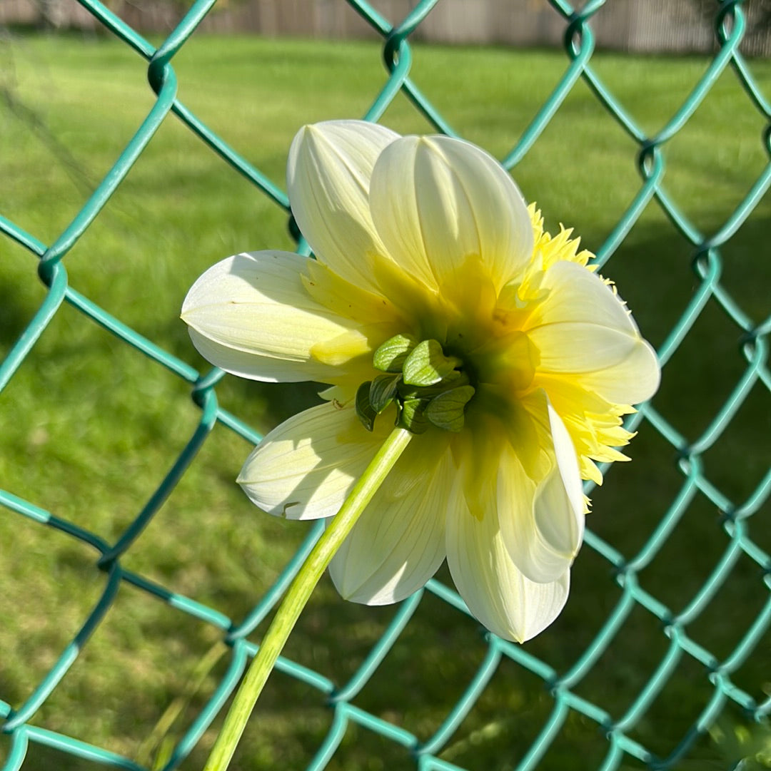 Sandia Summertime