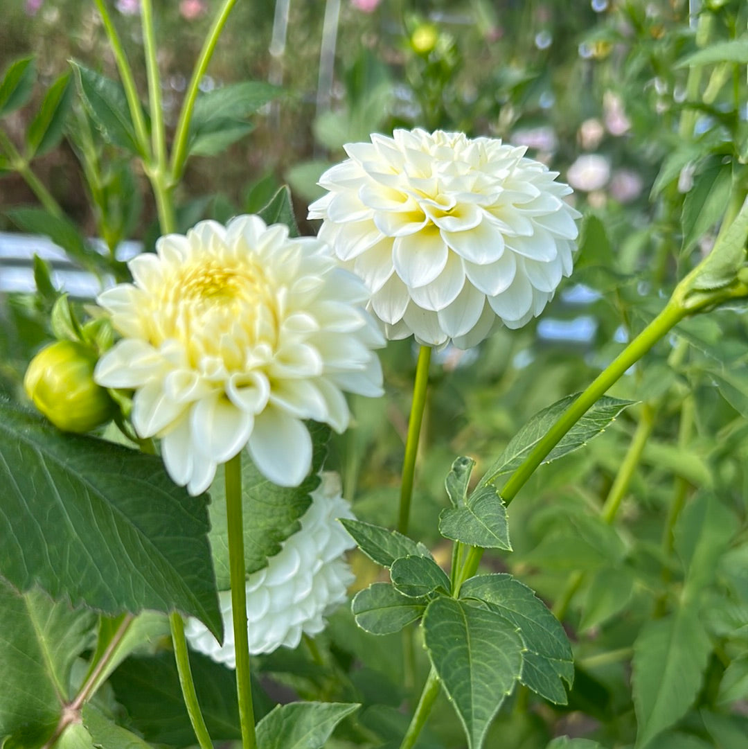 White Aster