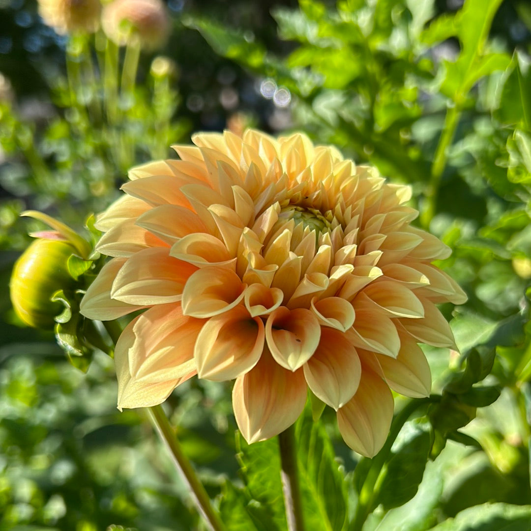 Bracken Palomino