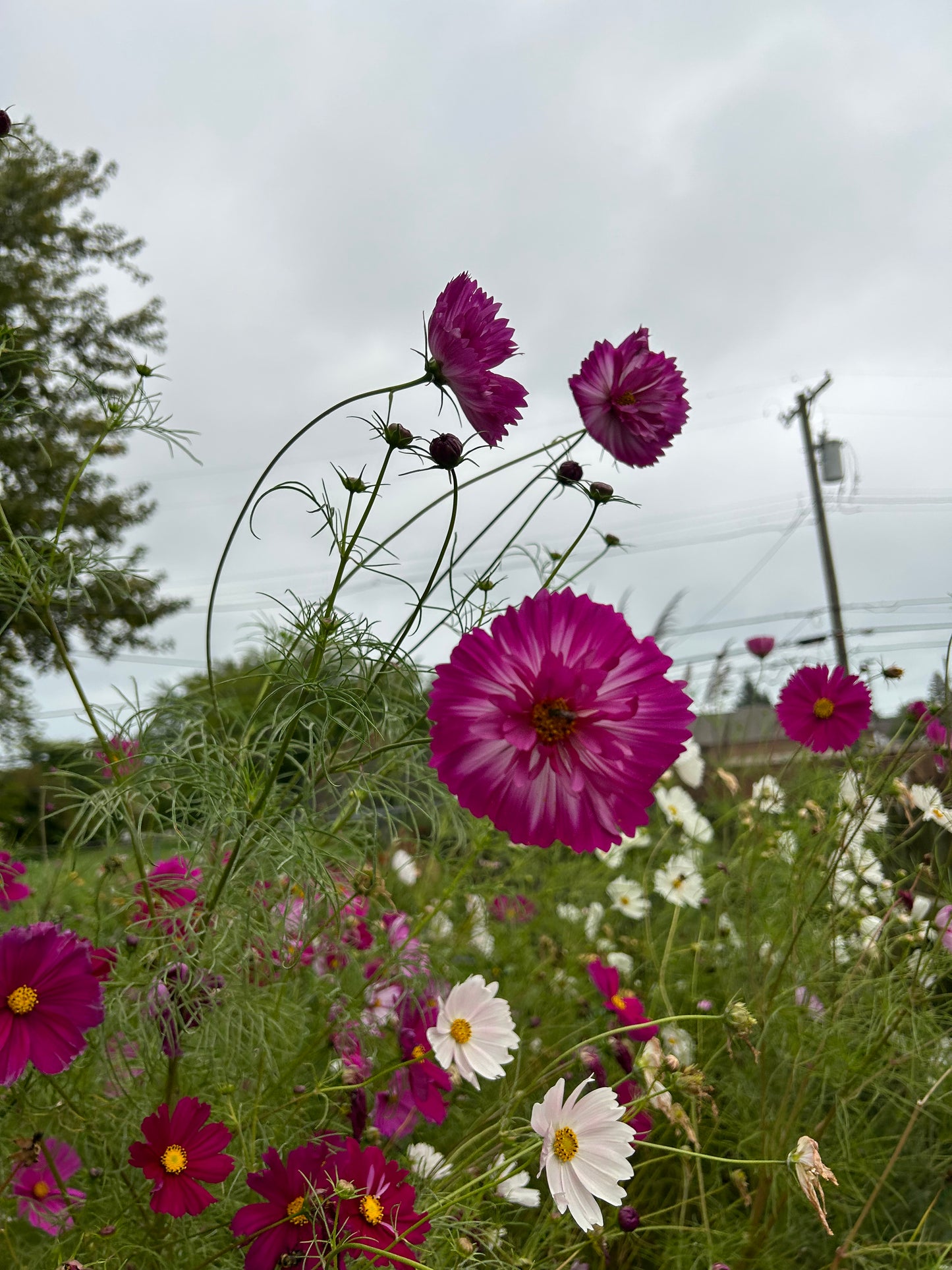 Hayden House Cosmos