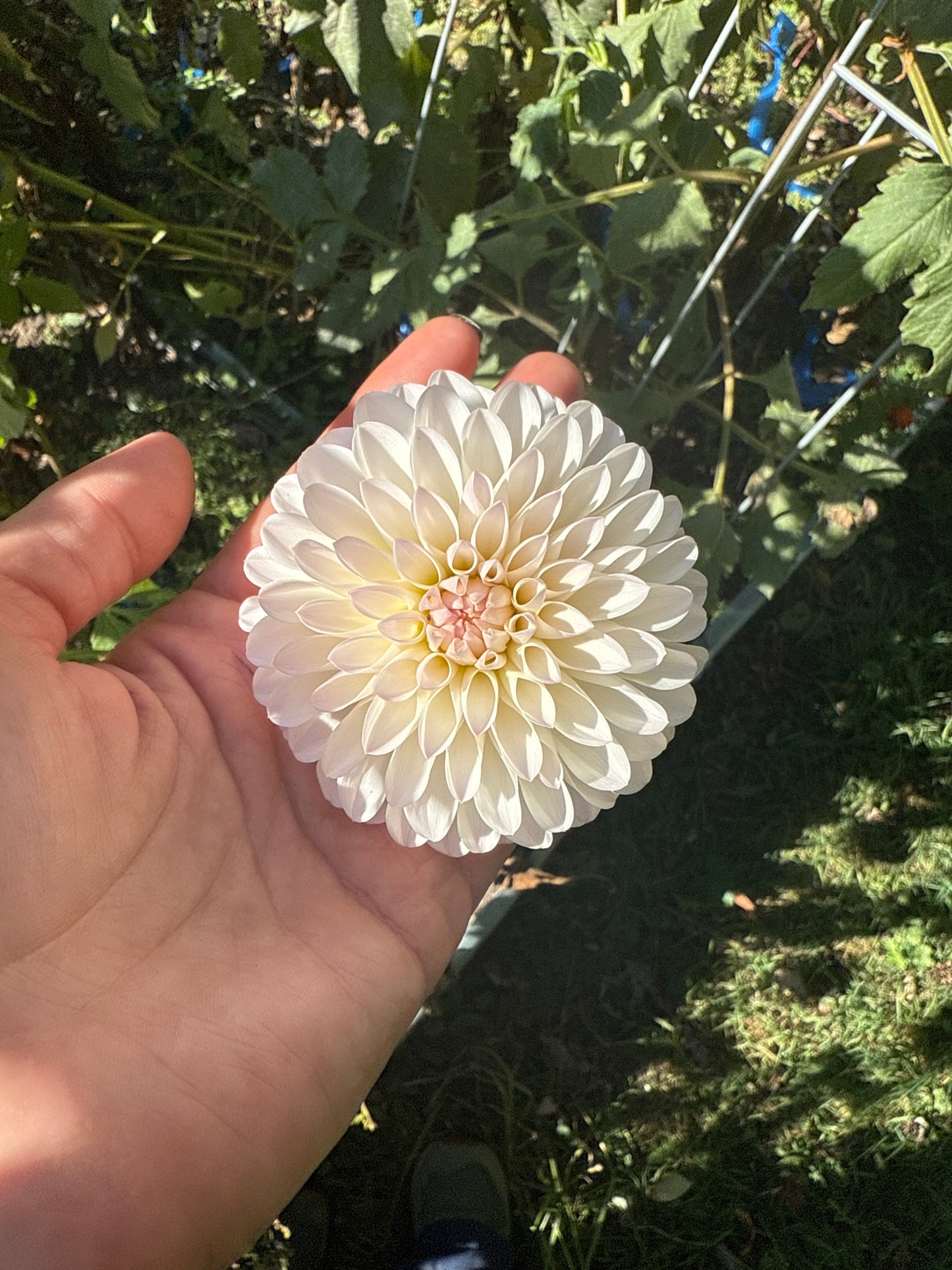 Tahoma Stellar Feller