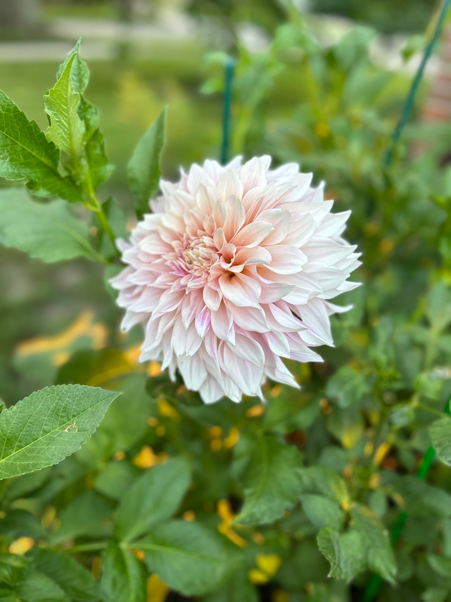 Cafe Au Lait Dahlia Tuber