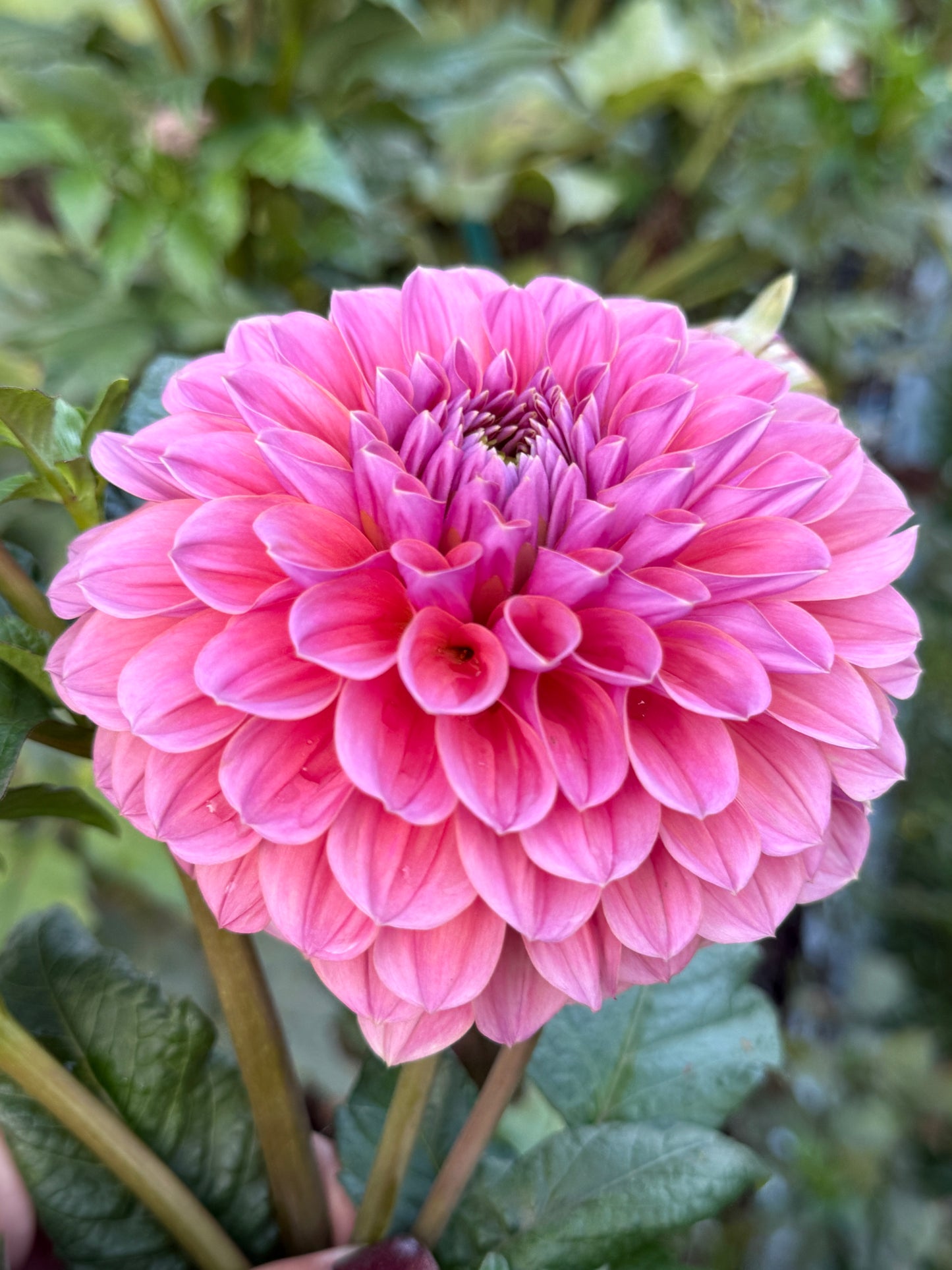 GC Pink Lemonade