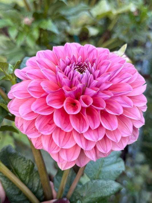 GC Pink Lemonade