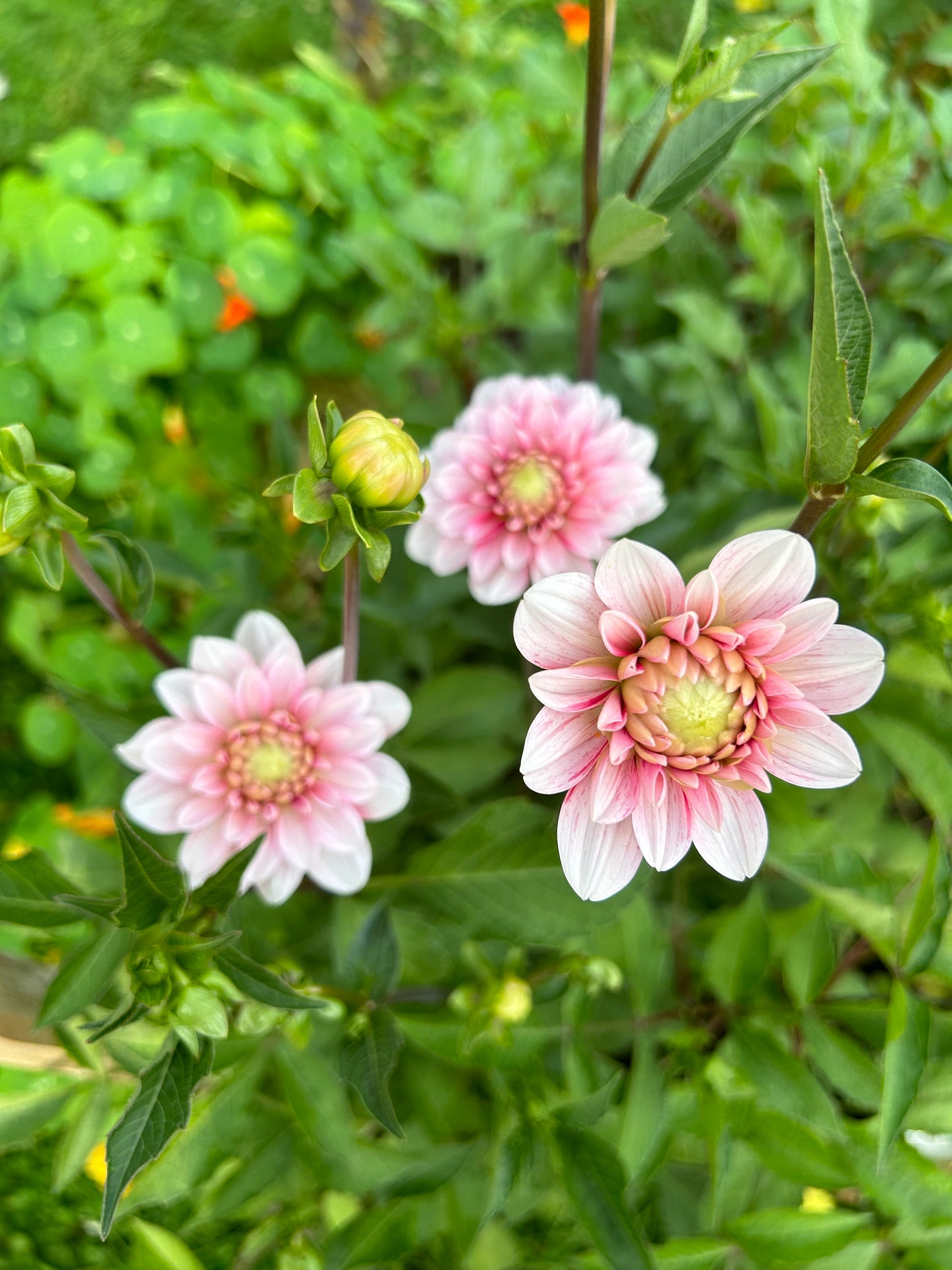 Strawberry Cream Dahlia Tuber