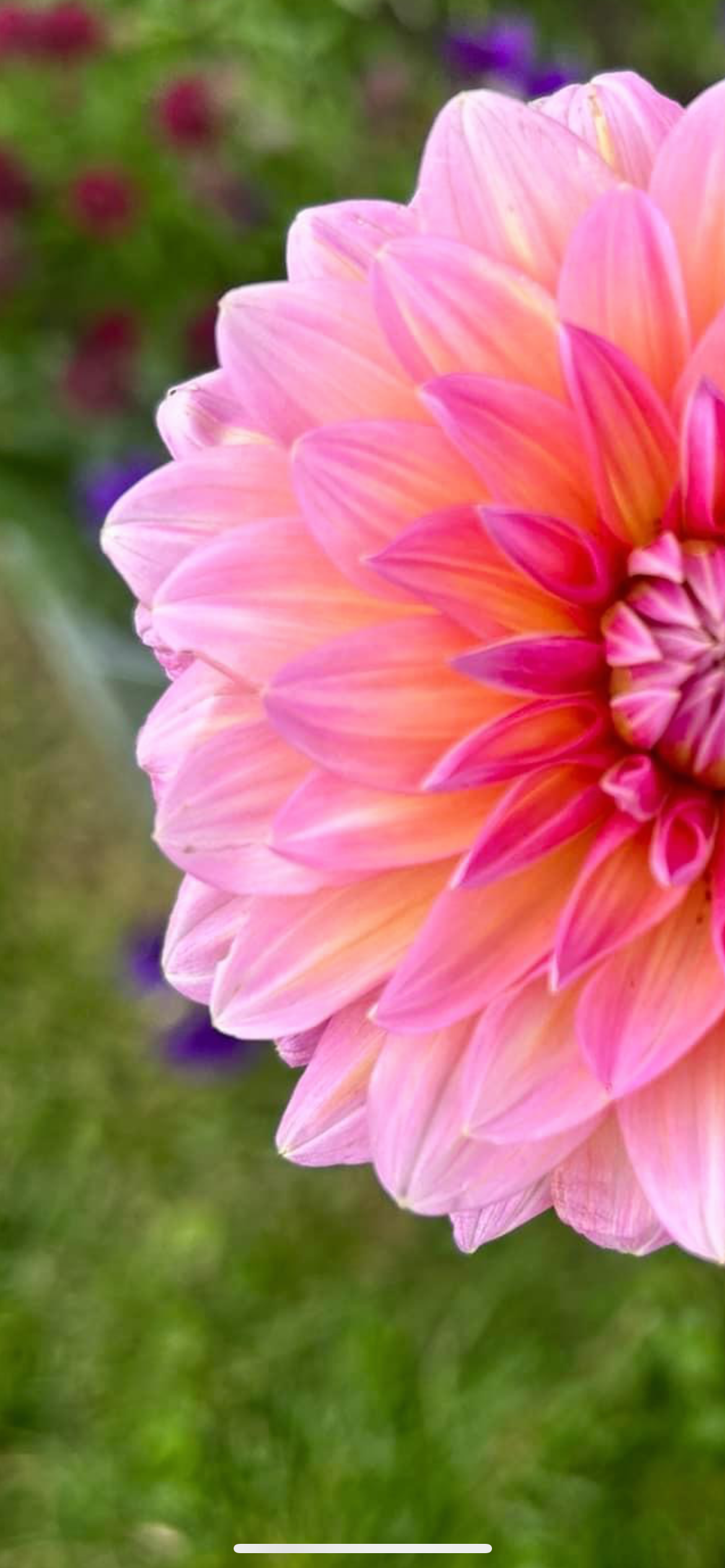 Premium Dahlia Seeds