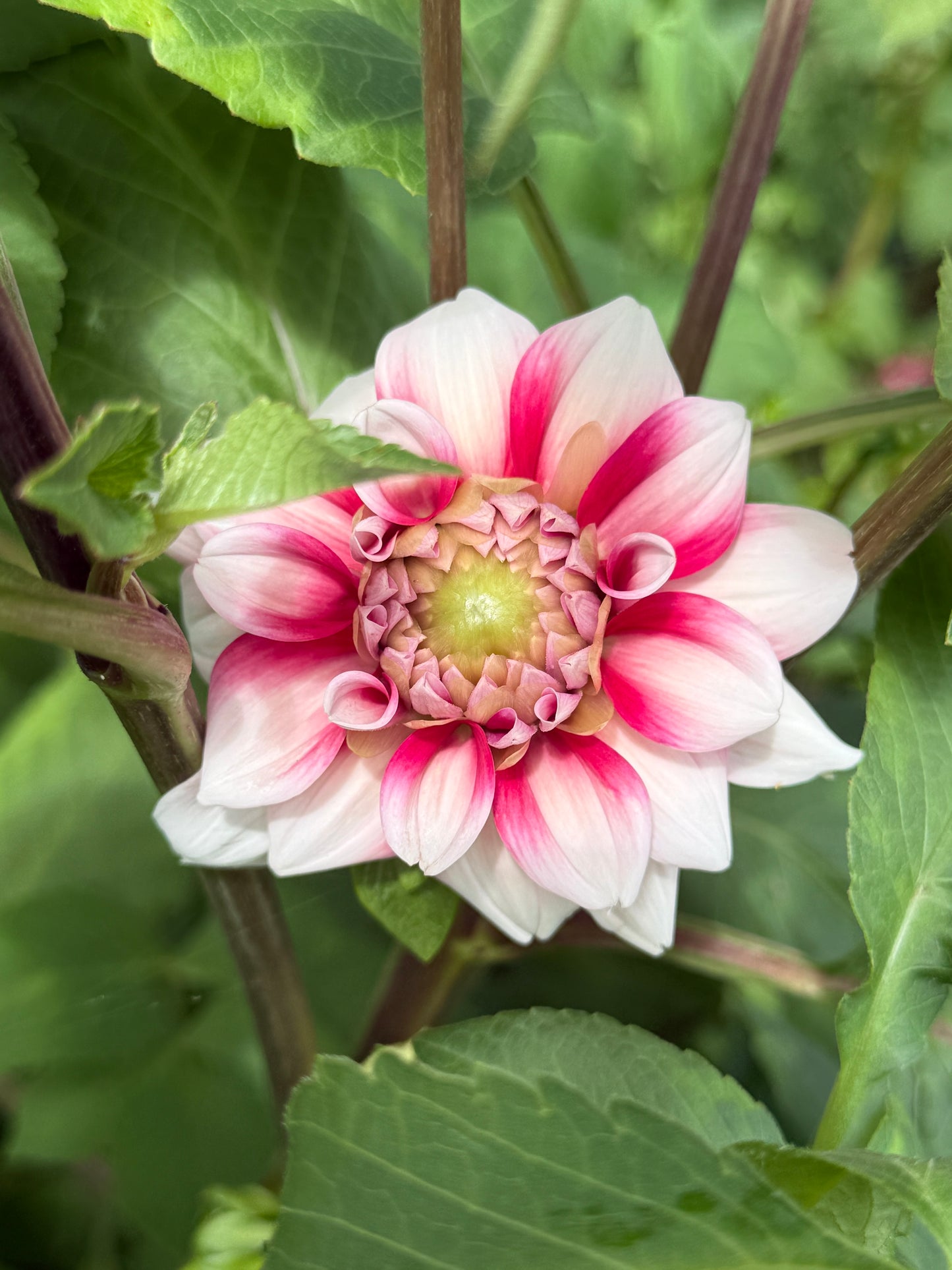Dahlia Seed Breeders Patch