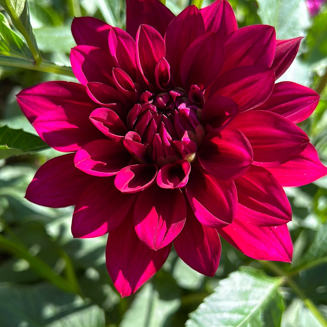 Hello Dahlia