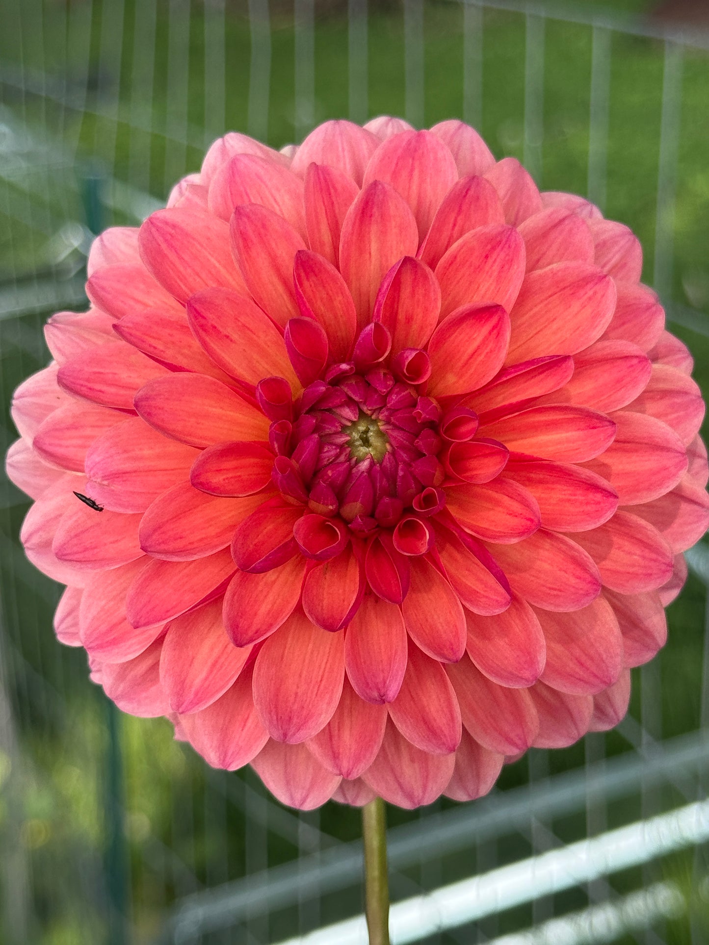 Dahlia Seed Breeders Patch