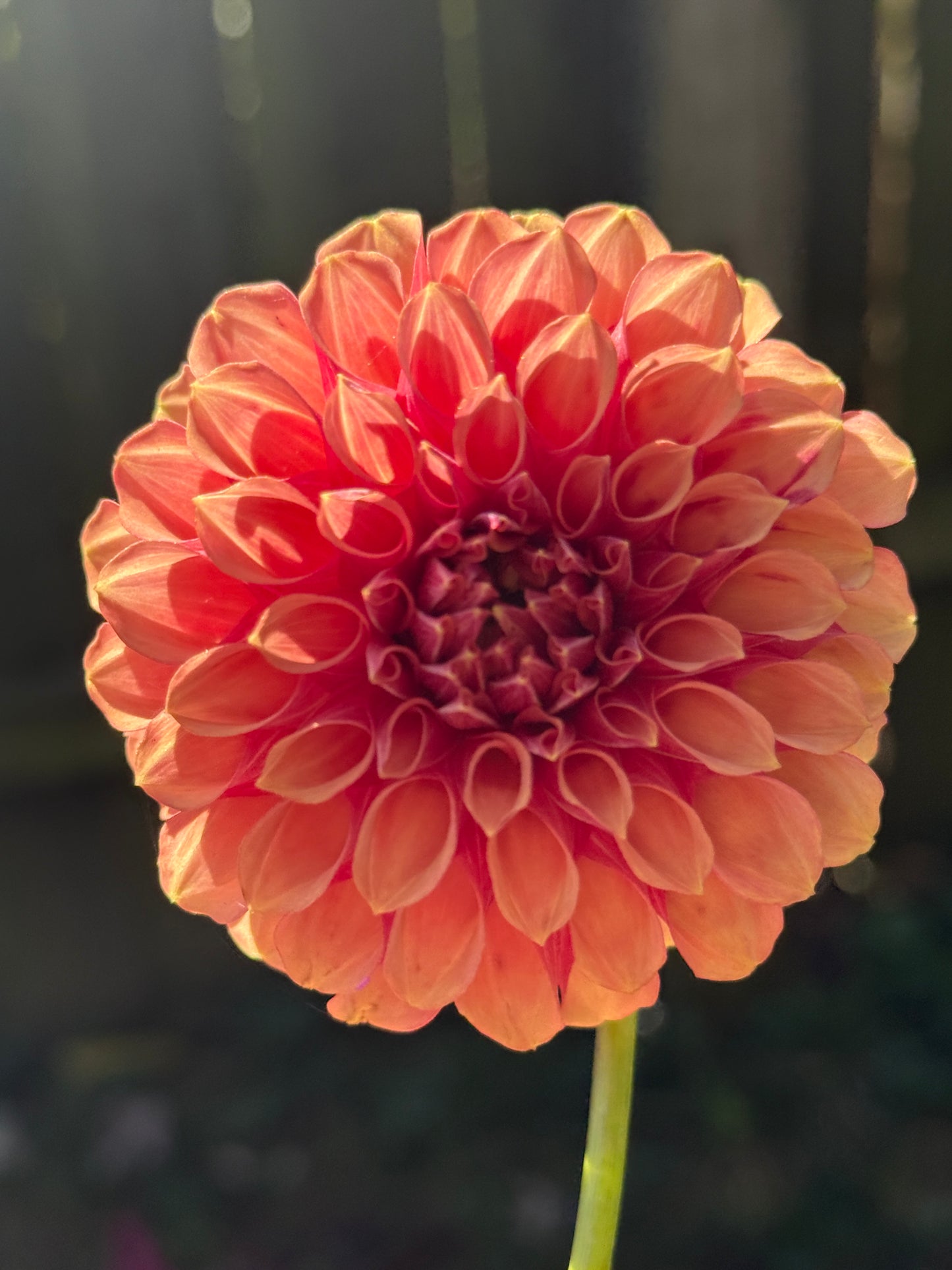 Burfoot Desert Rose