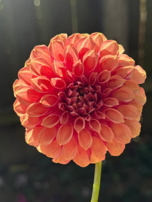 Burfoot Desert Rose