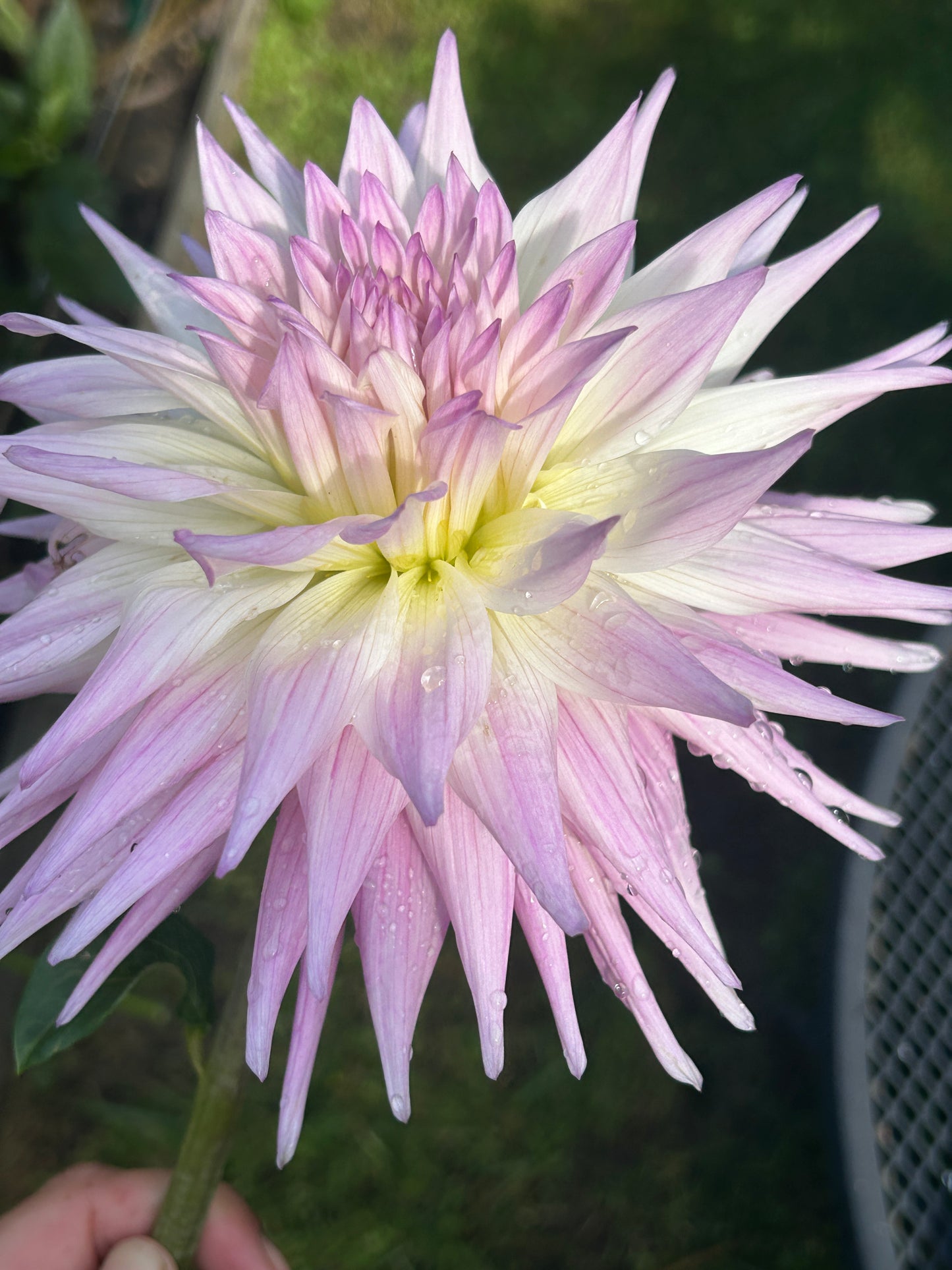 Sandia Stargazer