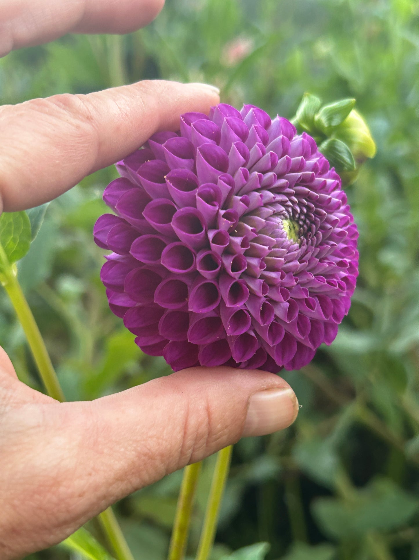 Chimacum Del Blomma