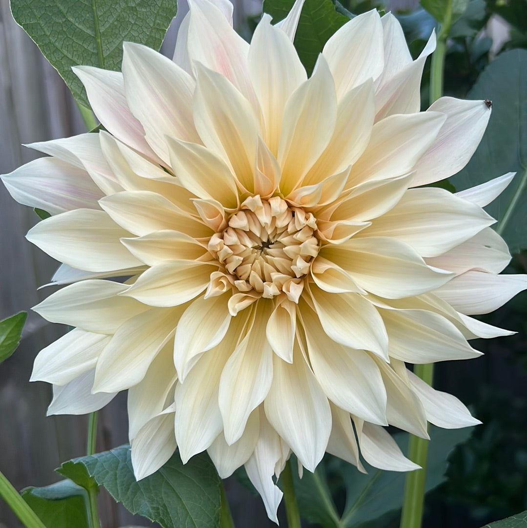 Cafe Au Lait Dahlia Tuber