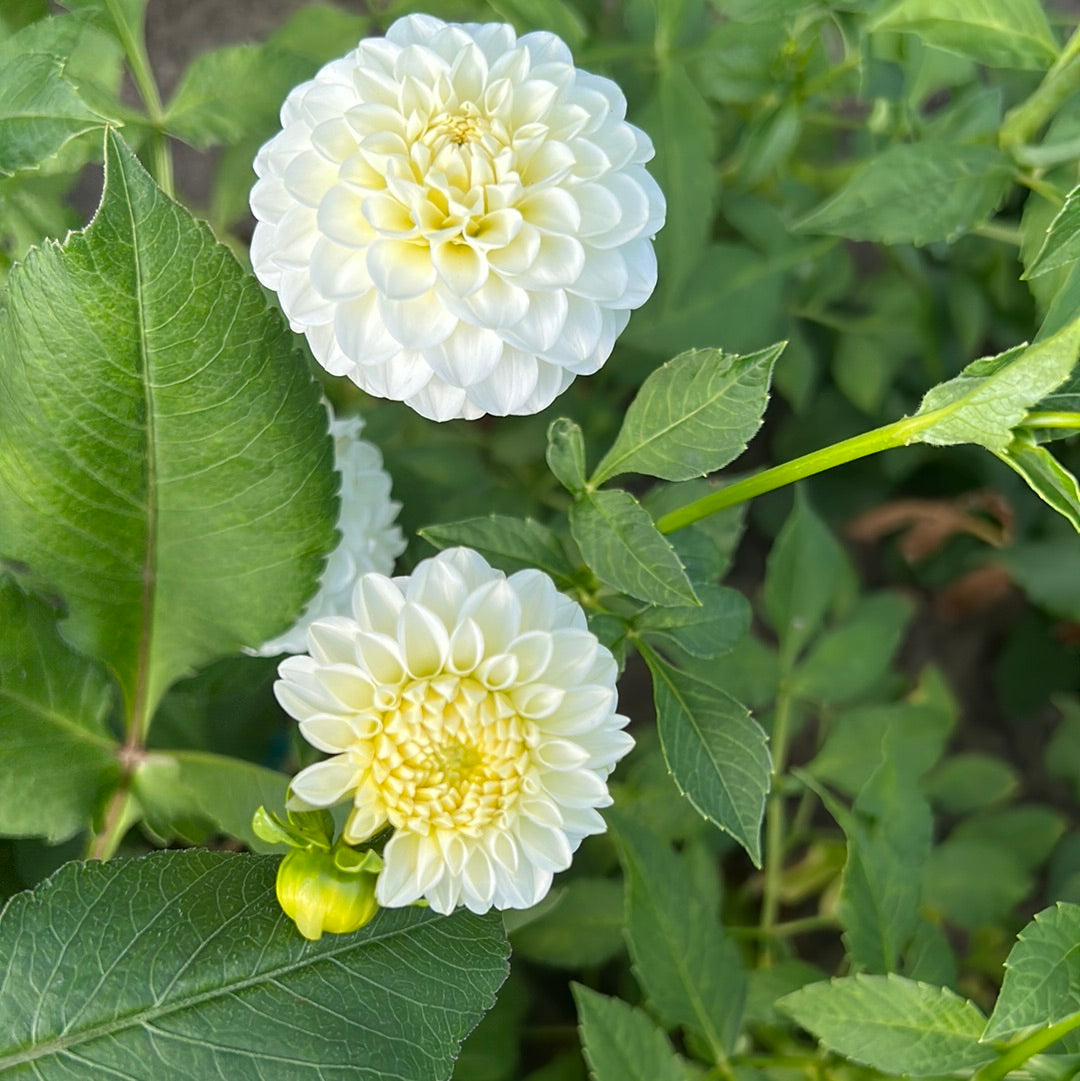 White Aster