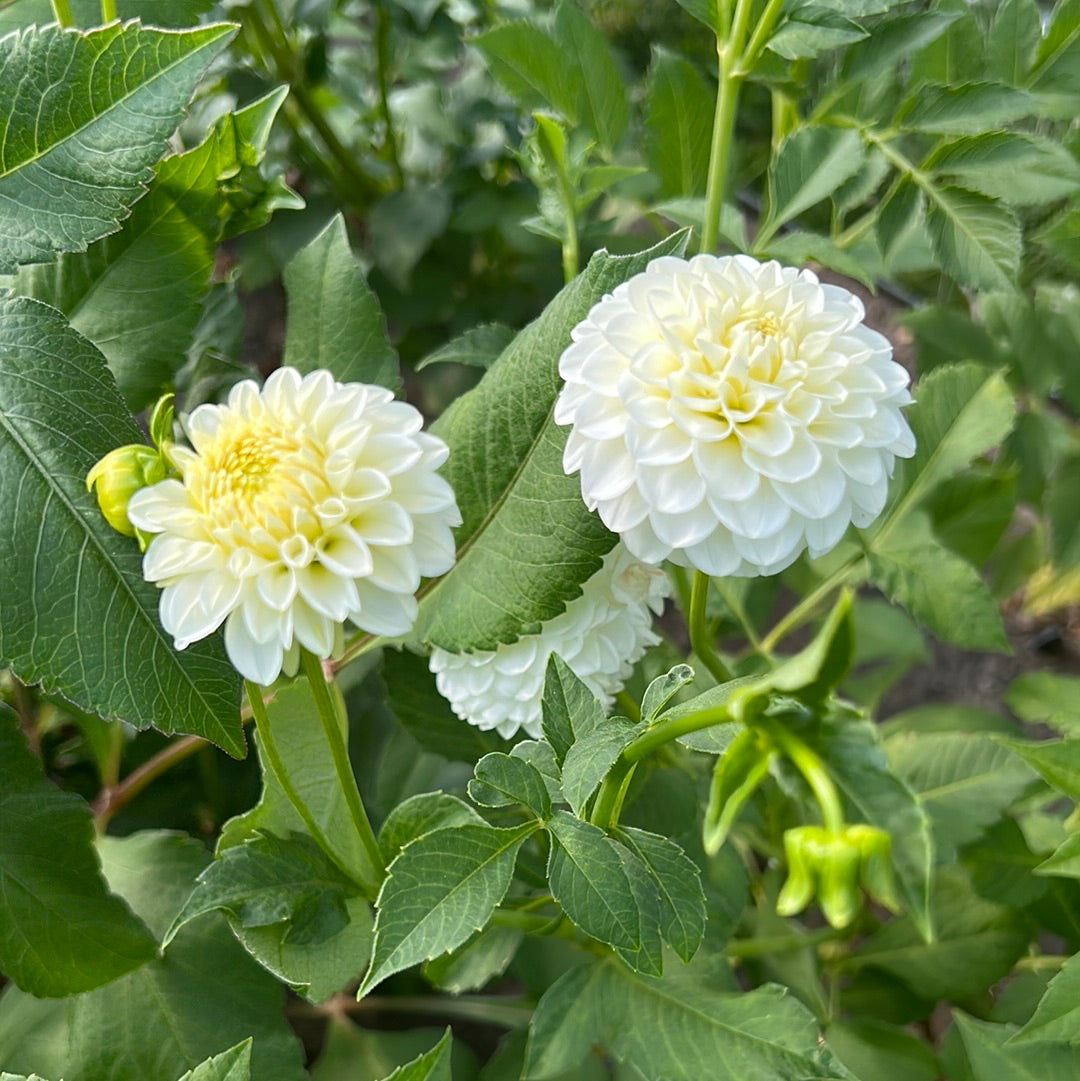 White Aster