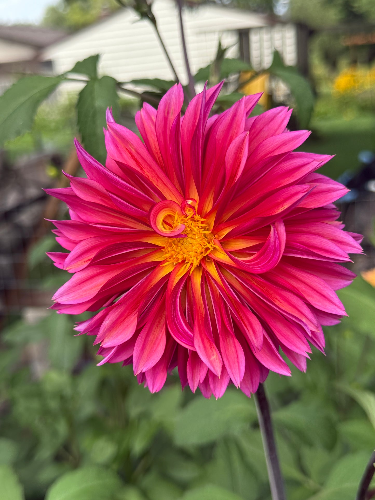 Dahlia Seed Breeders Patch