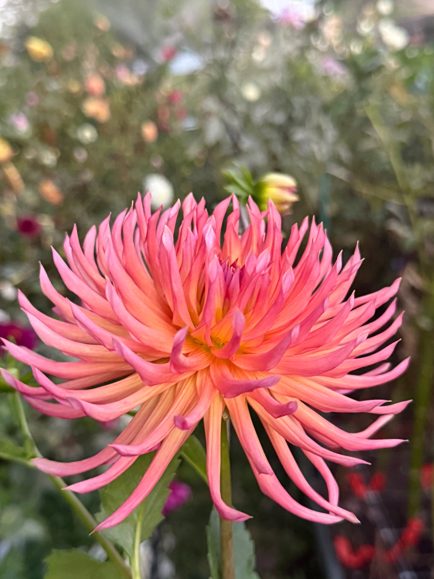Bloomquist Radiant