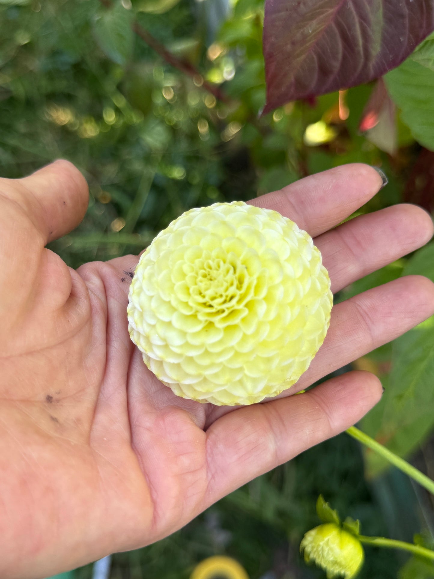 Hapet Baby Yellow