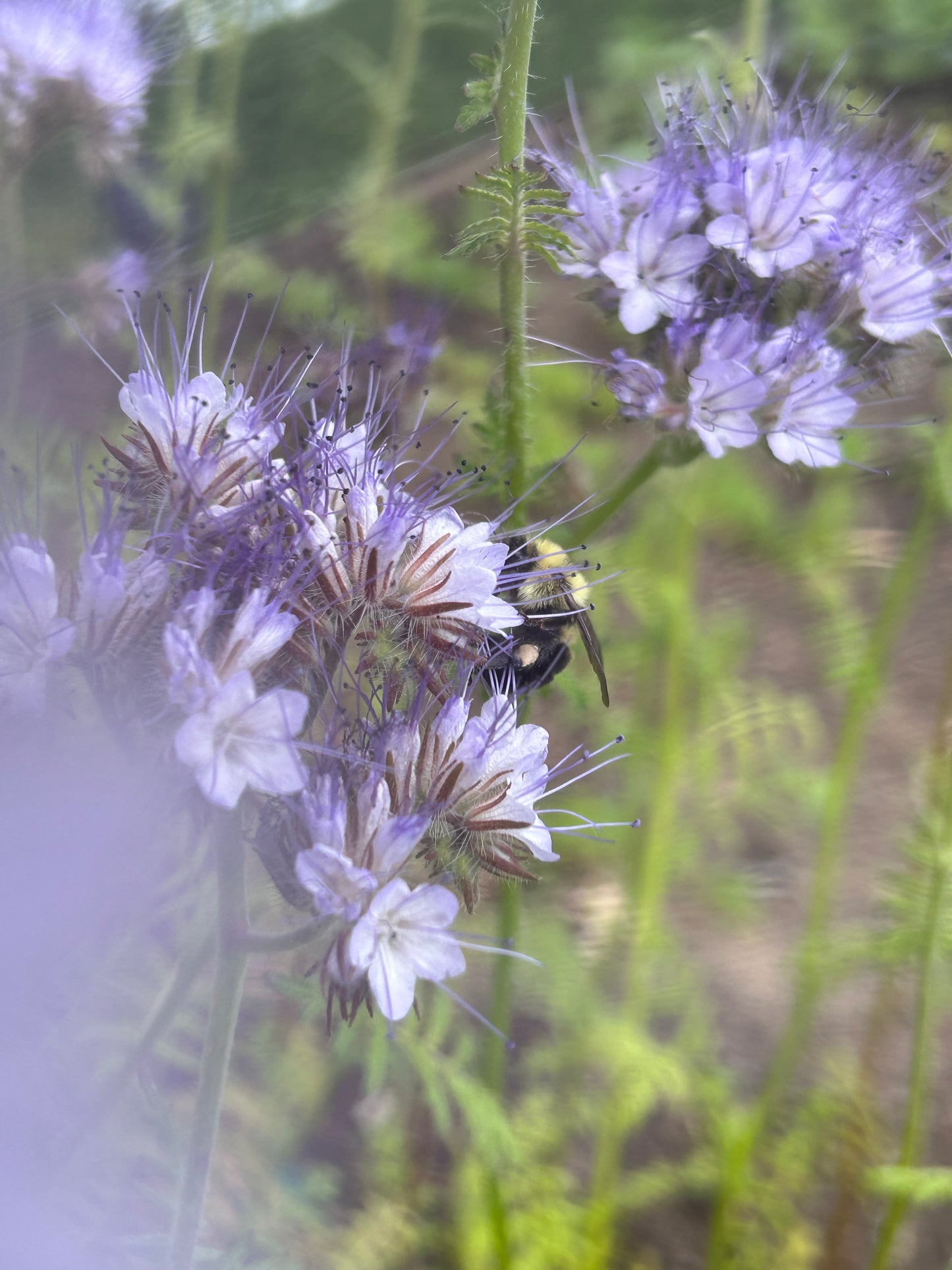 Phacelia “Bee’s Friend”