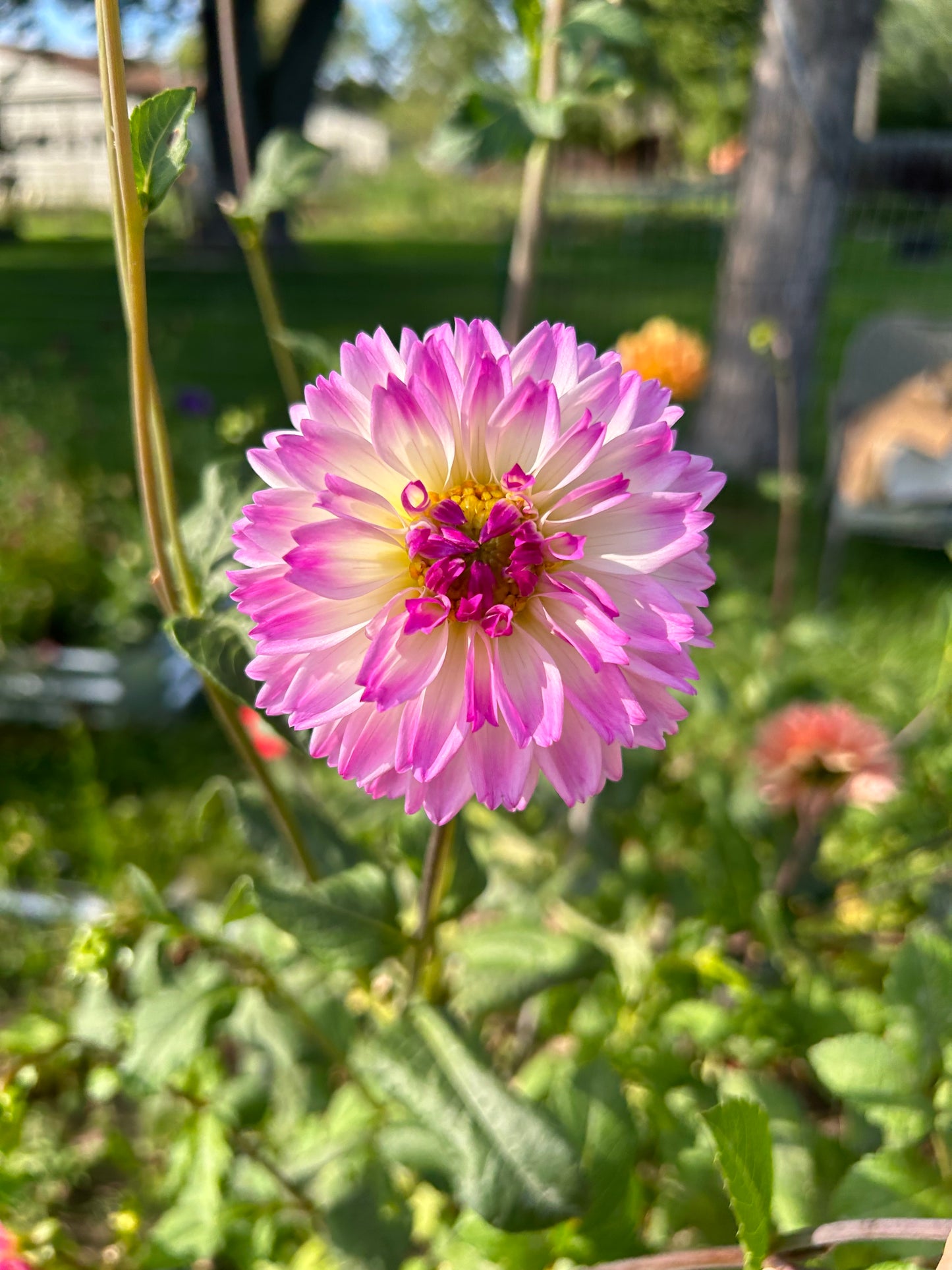 Premium Dahlia Seeds