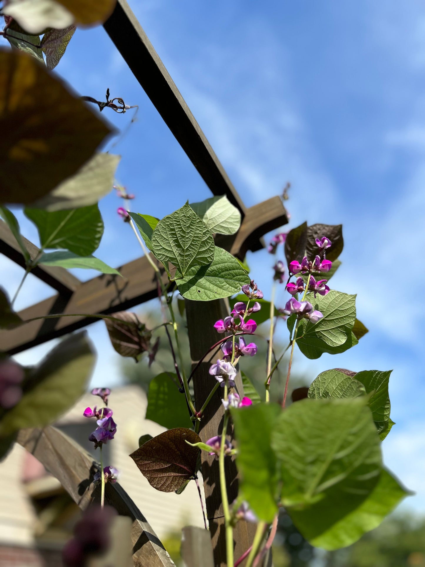 Hyacinth Bean