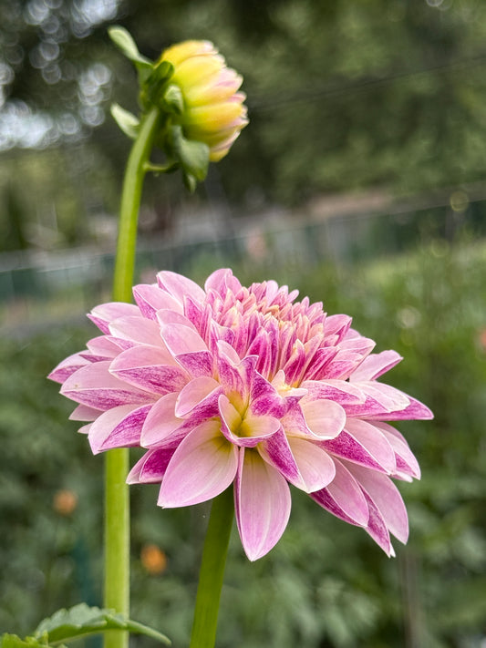Salish Twilight Girl