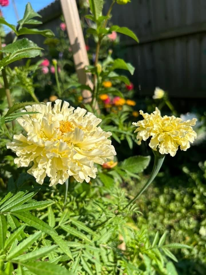 Ivory Kilimanjaro Marigolds