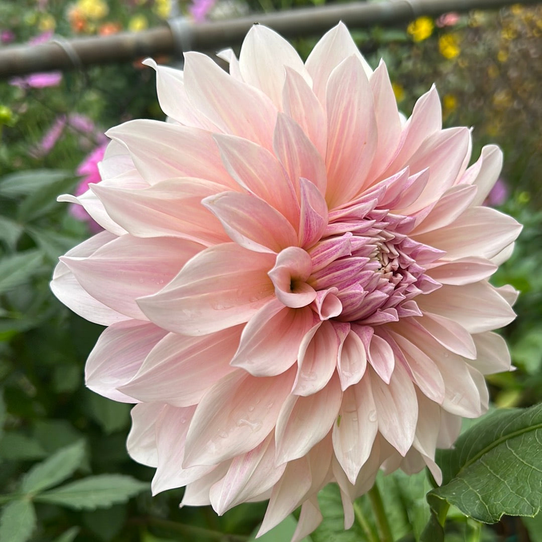 Cafe Au Lait Dahlia Tuber