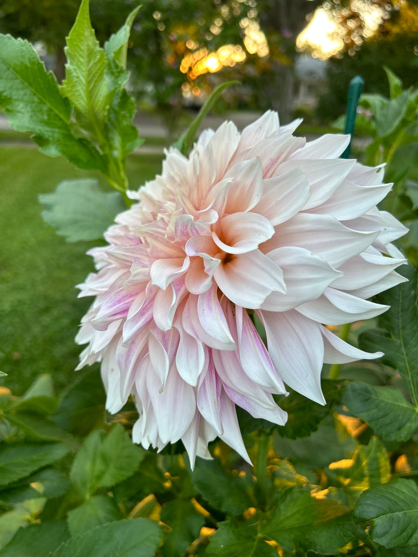 Cafe Au Lait Dahlia Tuber