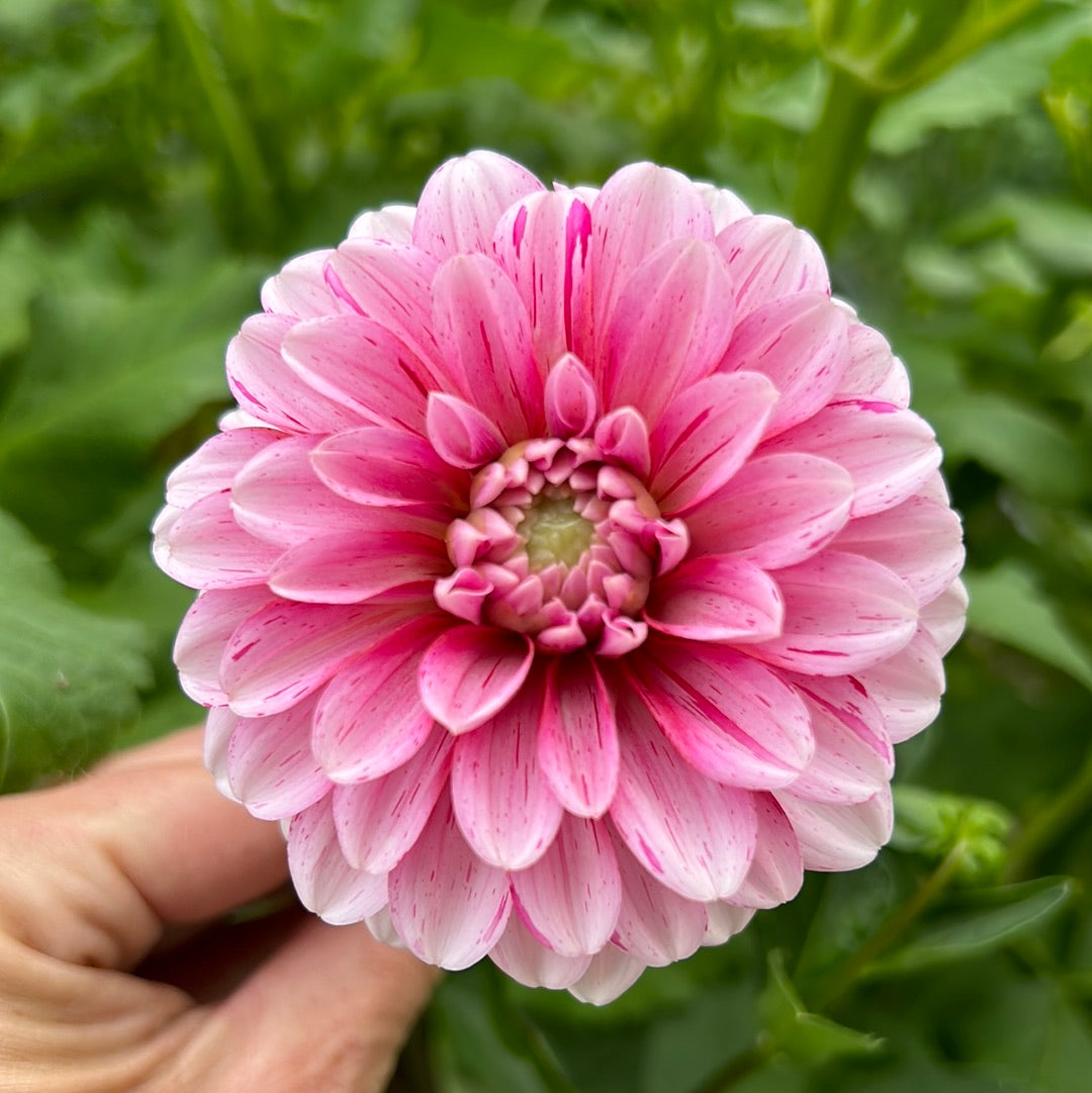 Strawberry Cream Dahlia Tuber