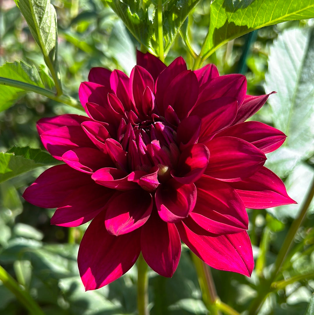 Hello Dahlia