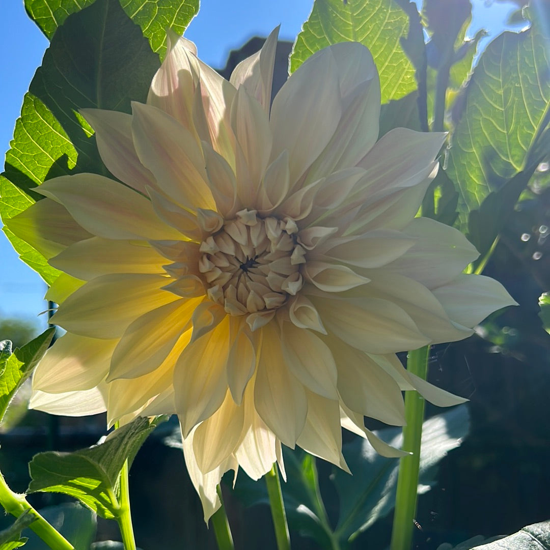 Cafe Au Lait Dahlia Tuber