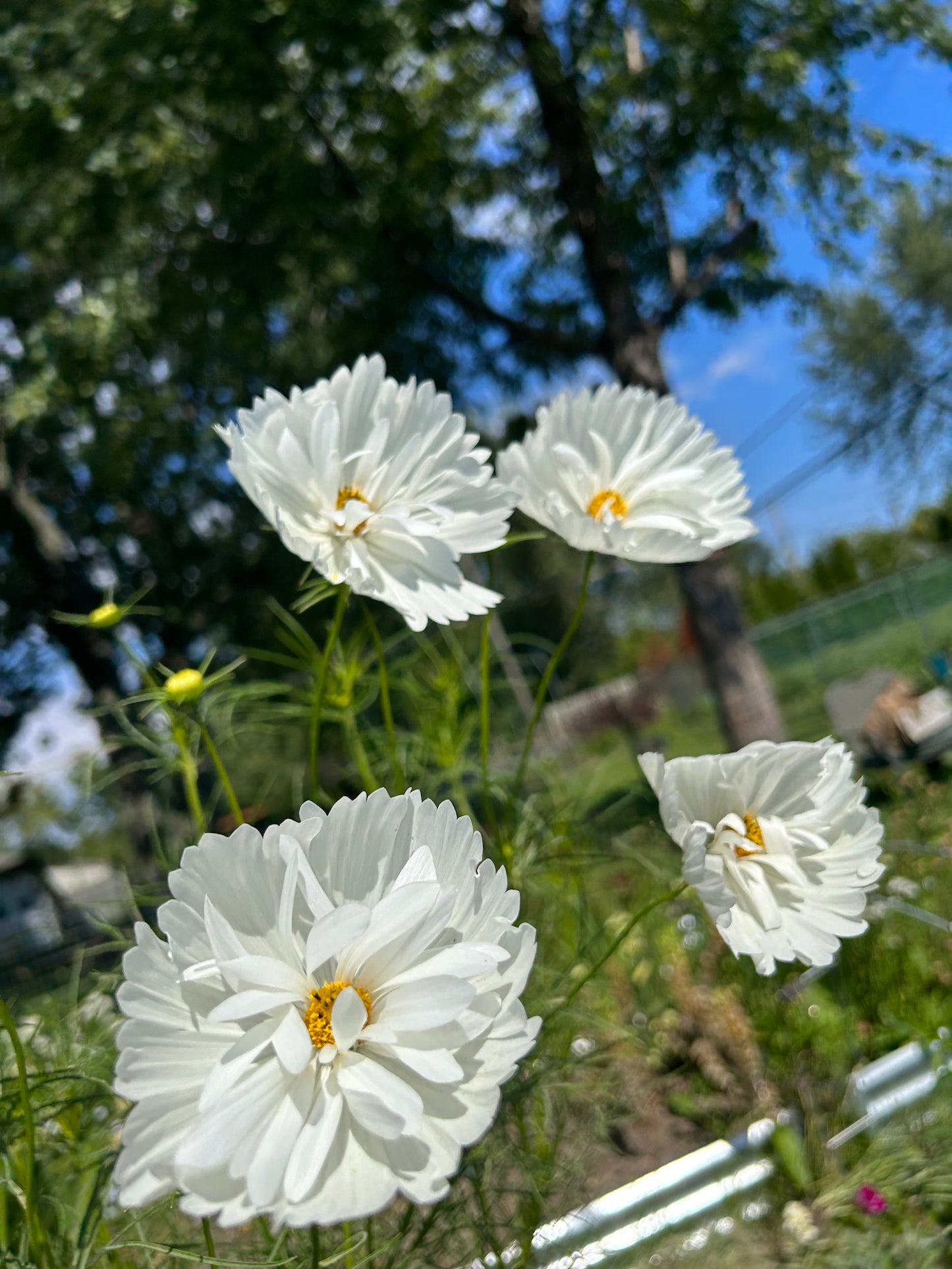 Hayden House Cosmos