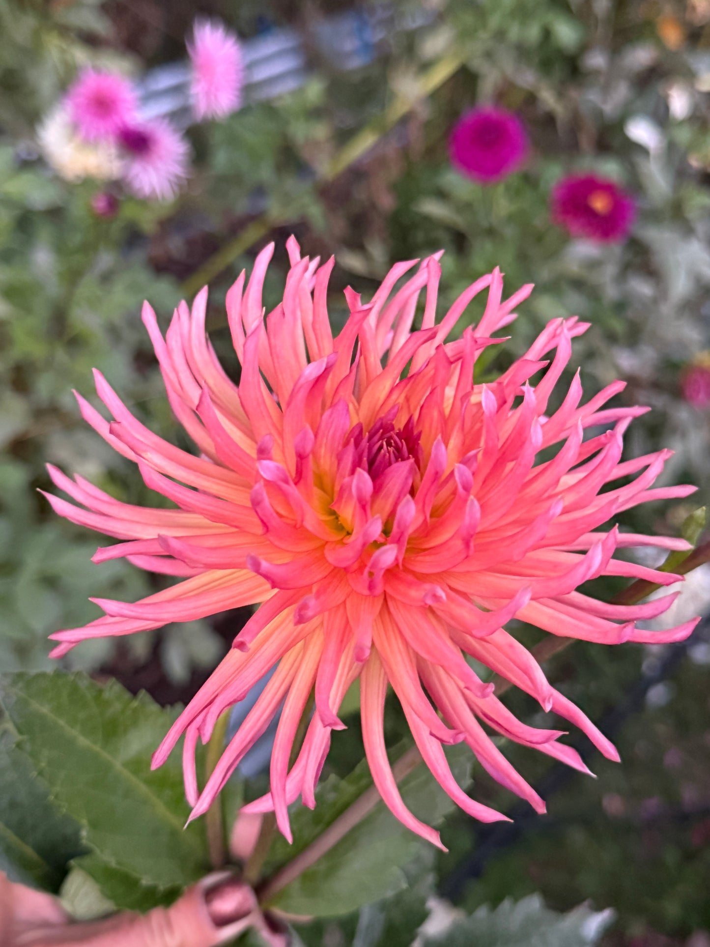 Bloomquist Radiant