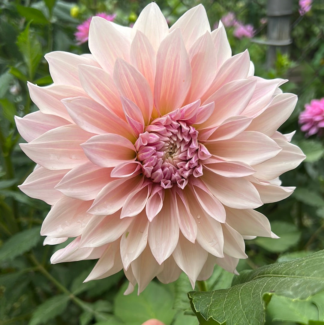 Cafe Au Lait Dahlia Tuber