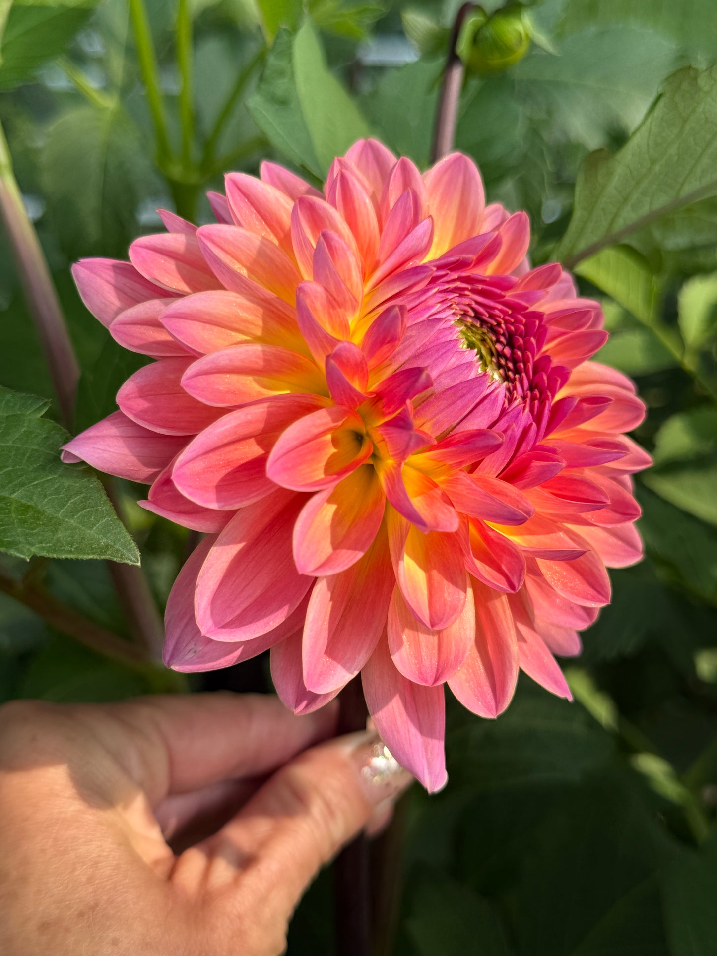 Dahlia Seed Breeders Patch