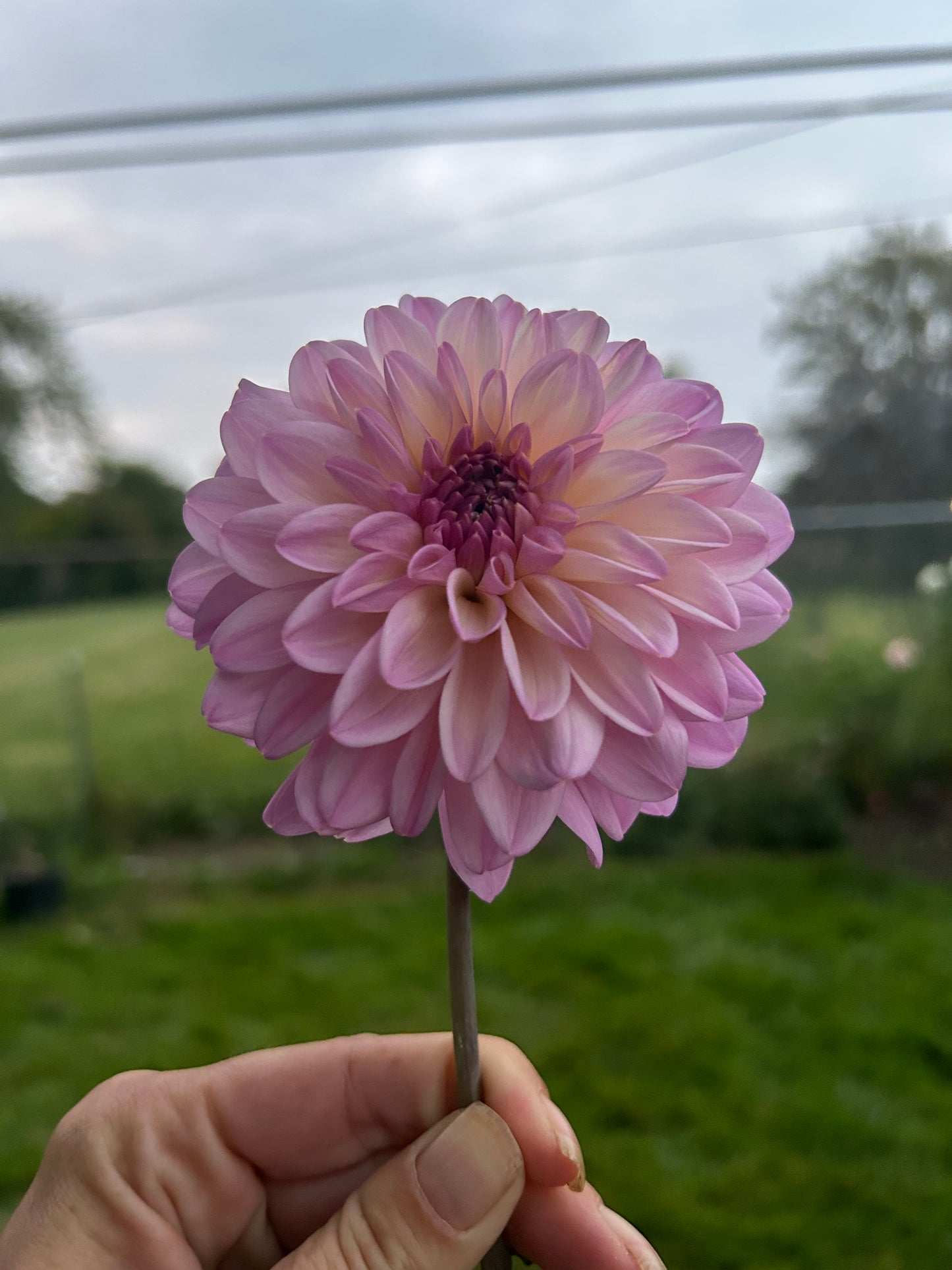 Premium Dahlia Seeds