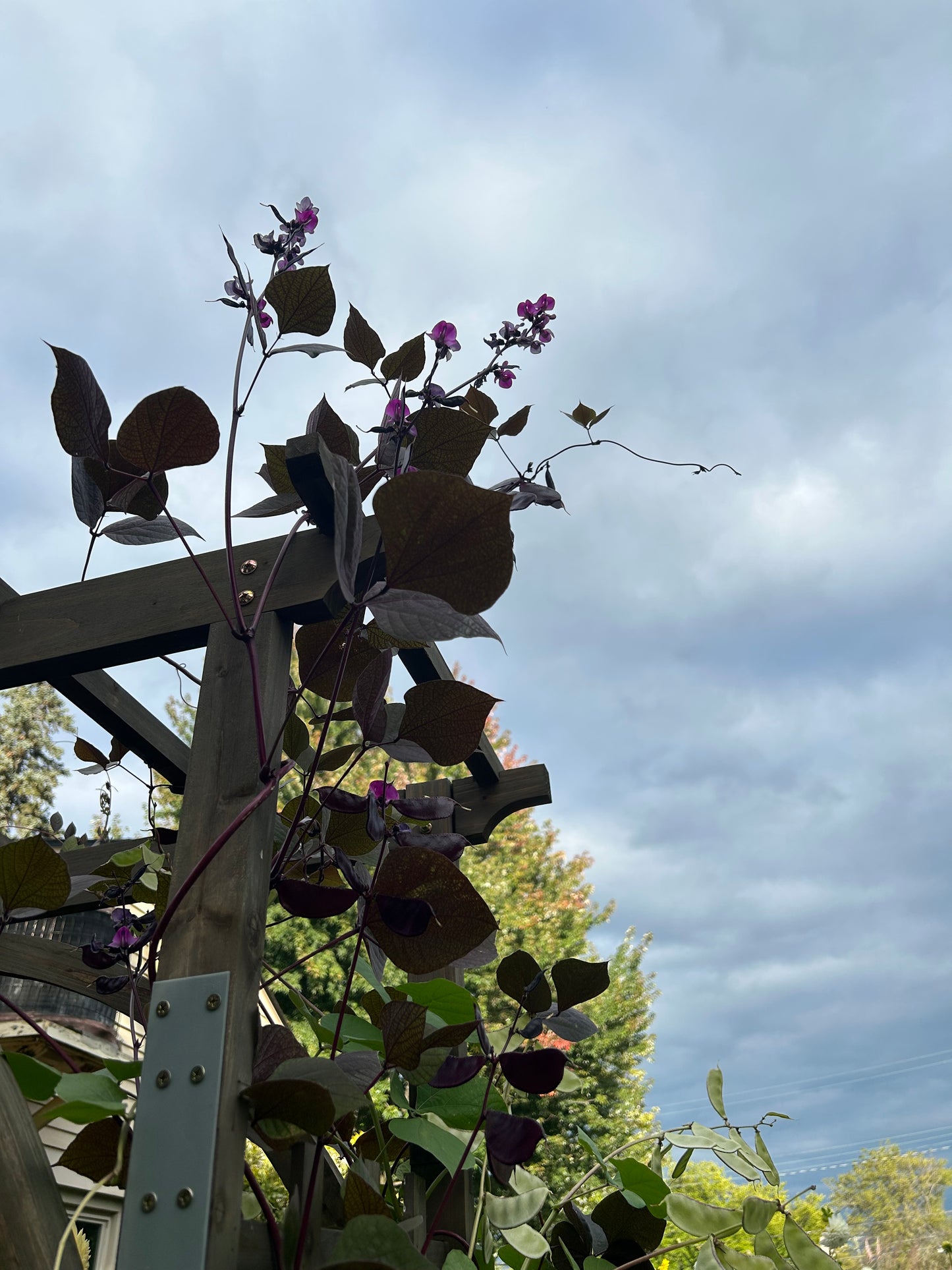 Hyacinth Bean