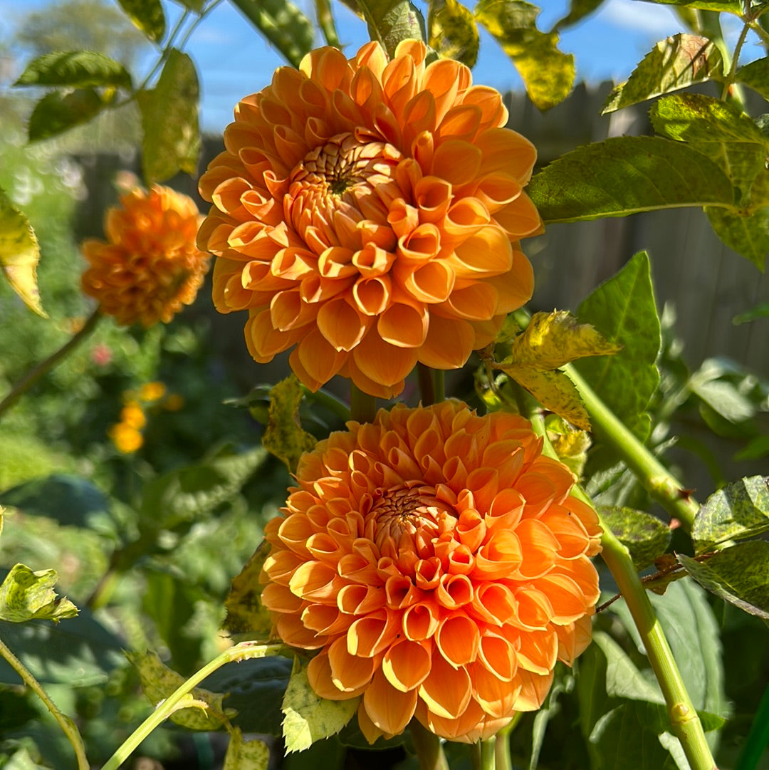 Dahlia Tubers – Hayden House Gardens