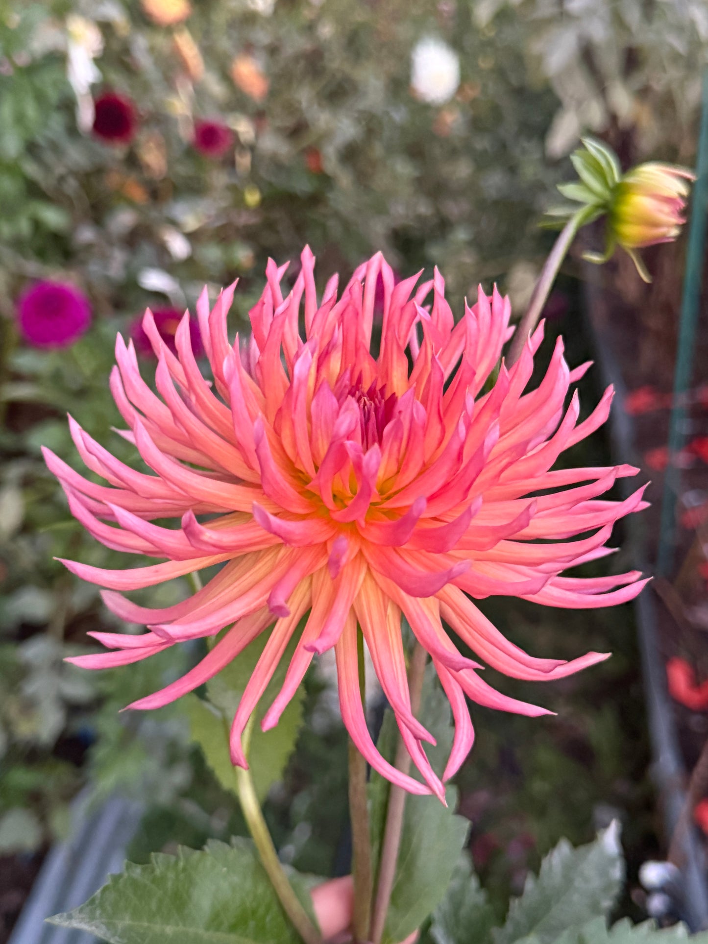 Bloomquist Radiant