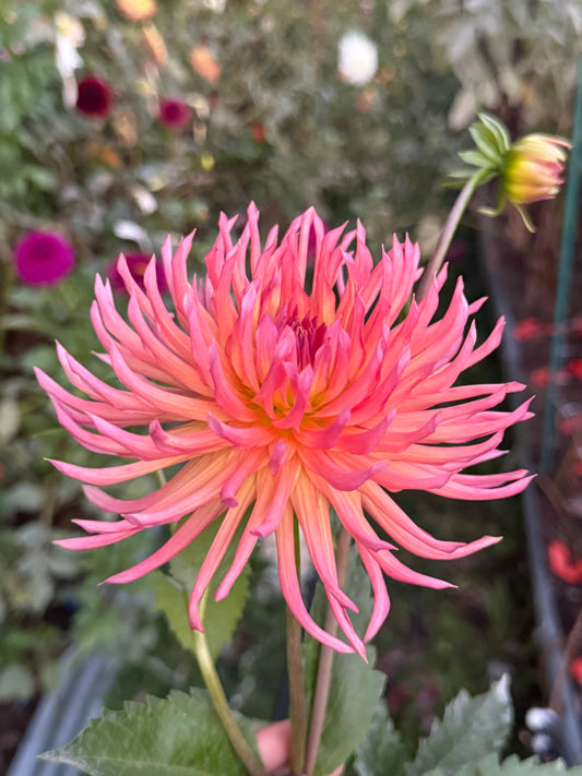 Bloomquist Radiant