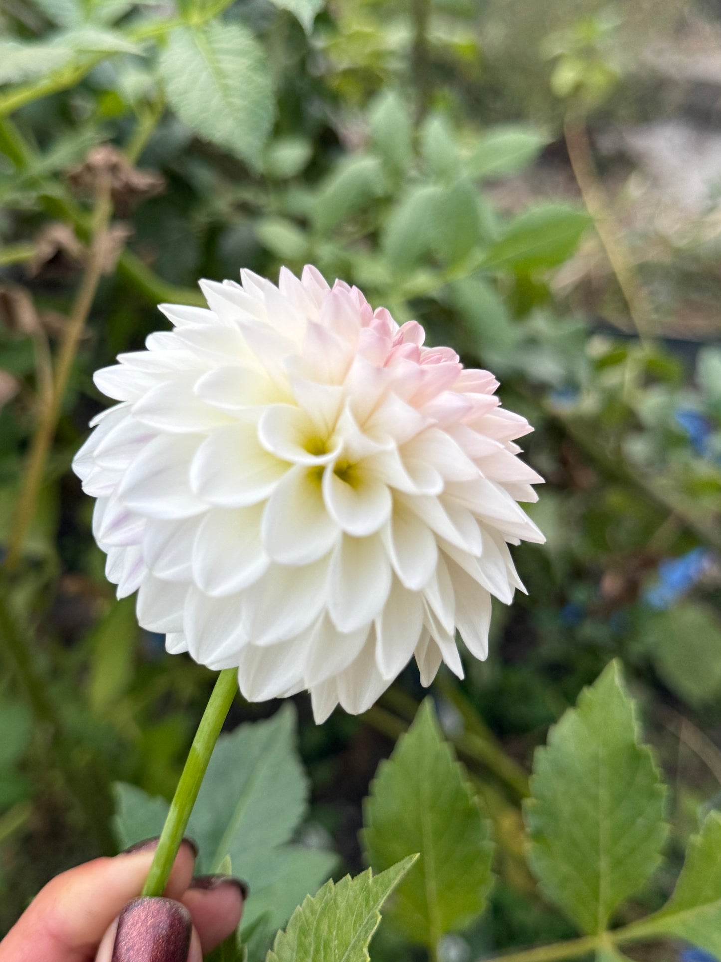 Tahoma Stellar Feller
