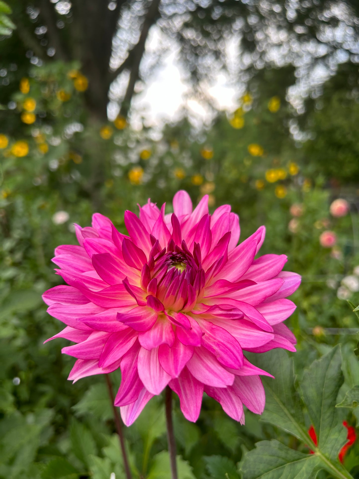 Pink Starburst