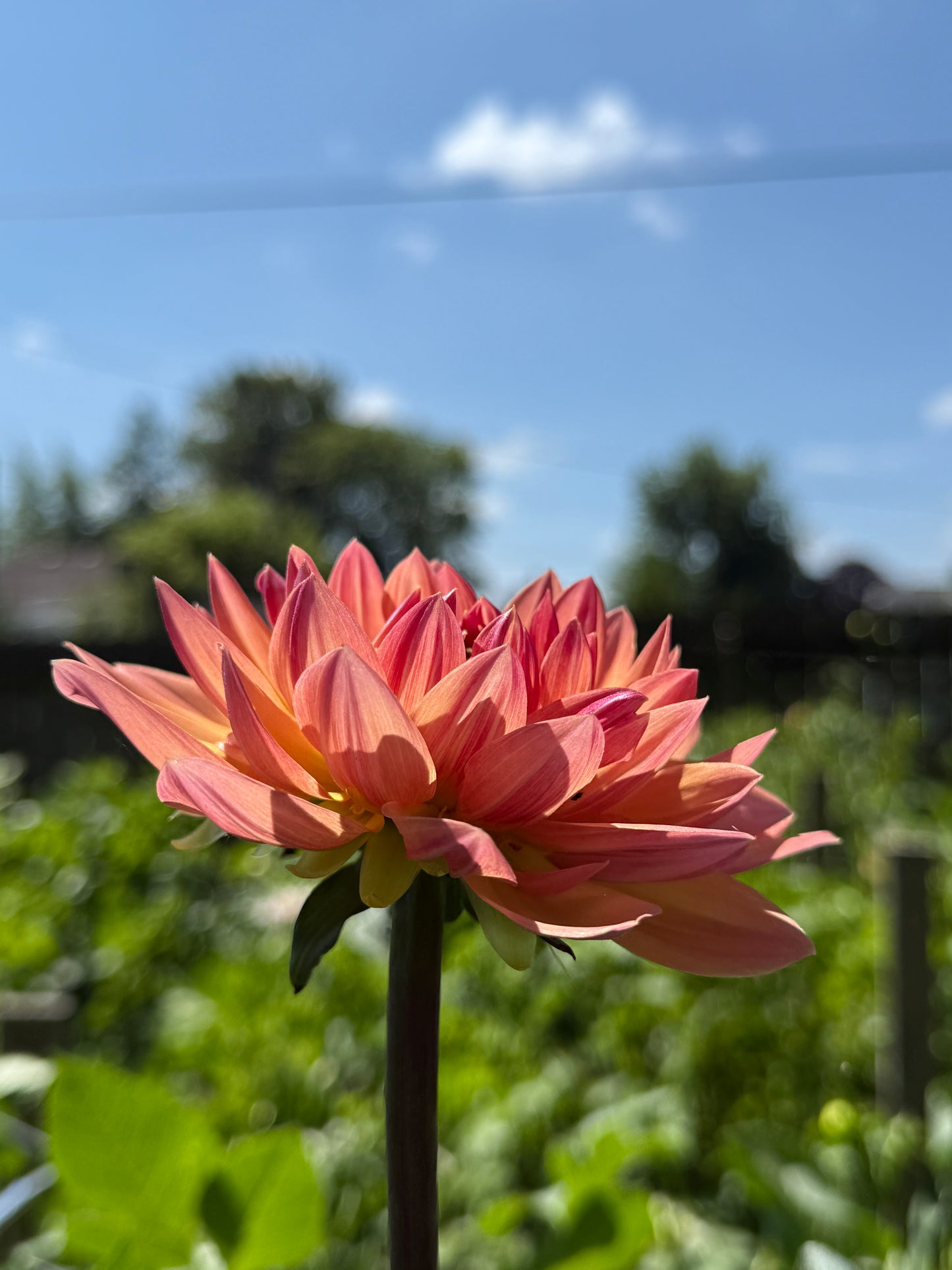 Dahlia Seed Breeders Patch
