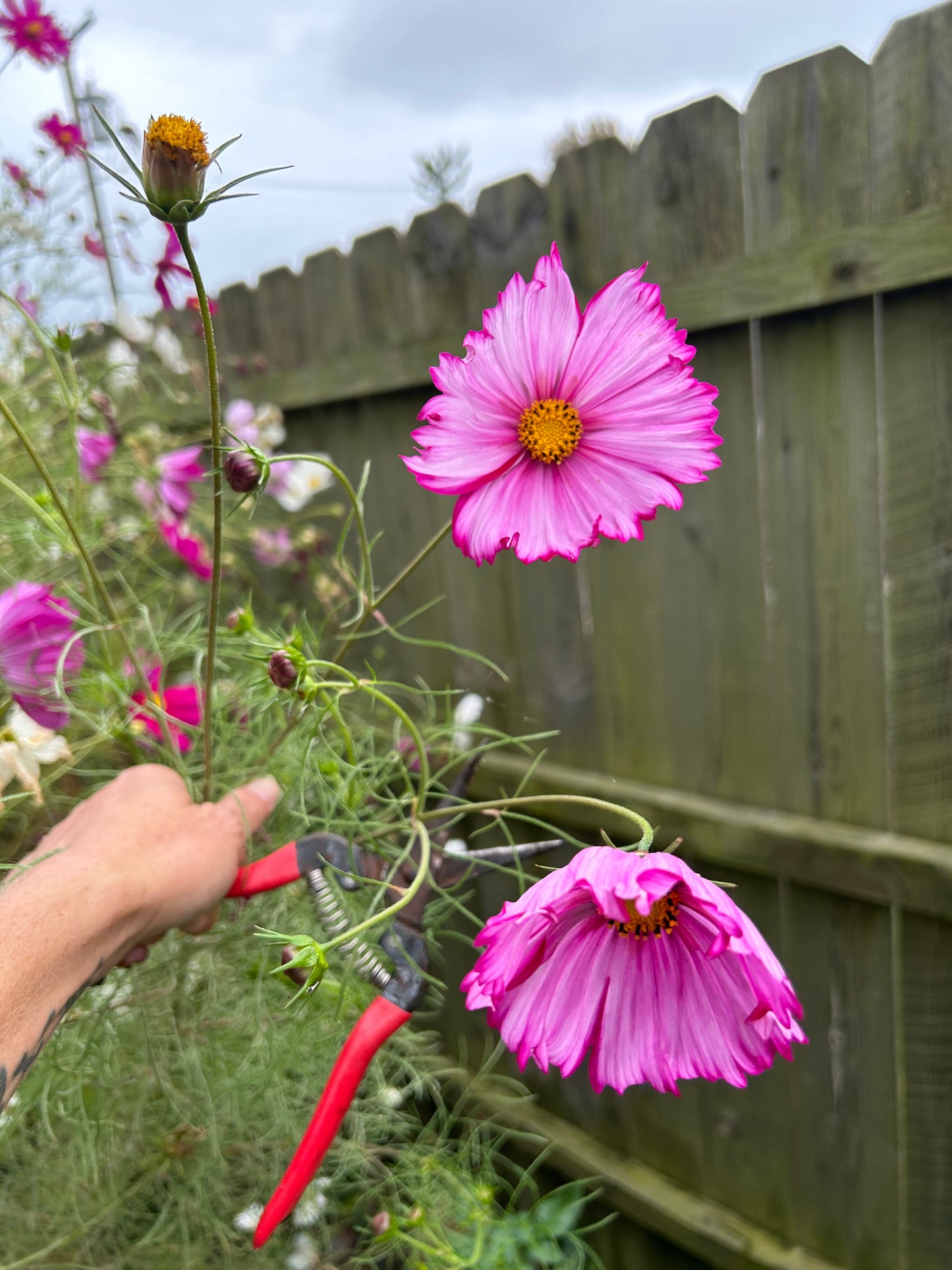 Hayden House Cosmos