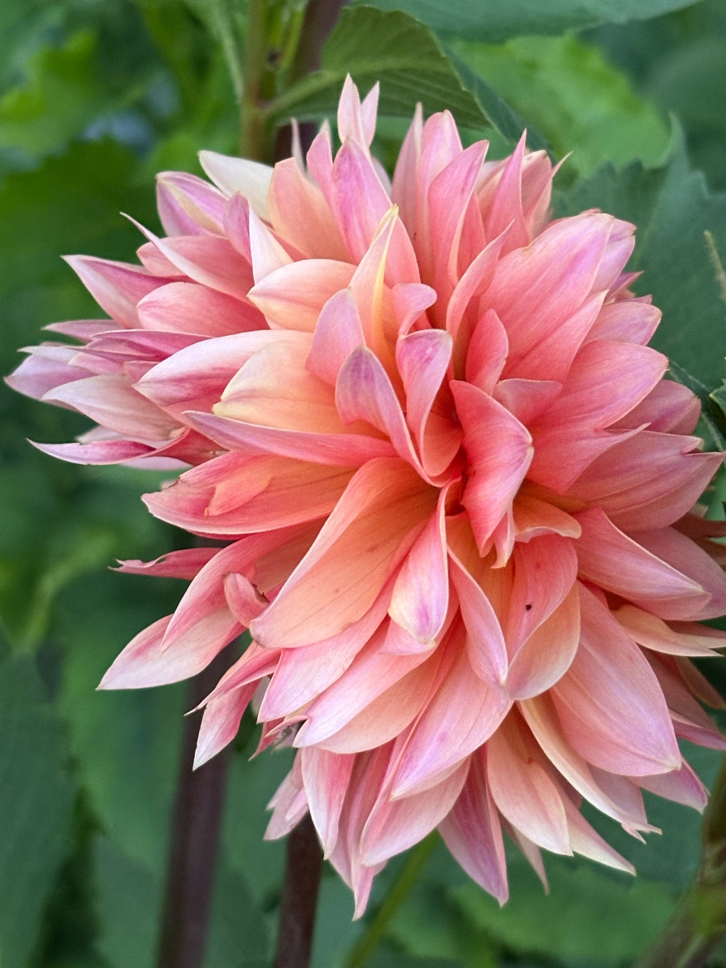 Dahlia Seed Breeders Patch